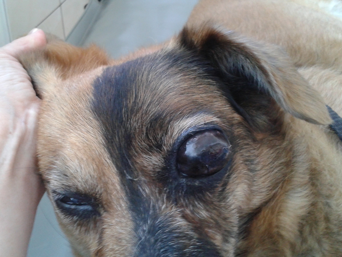  nowotwór gałki ocznej u psa